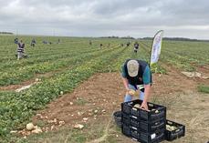 Lundi 7 septembre, à Binas. Lors d'un glanage organisé par Solaal CVL, trois associations d'aide alimentaire ont récolté plus de 1 400 kg de melons.