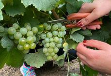 Interloire, l'interprofession des vins de Loire, constate des vendanges 2026 atypiques mais évoque un millésime qui s'annonce à la hauteur des attentes.