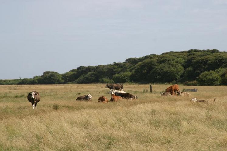 Elevage bovin dans un pâturage au sud-est de l'Angleterre.