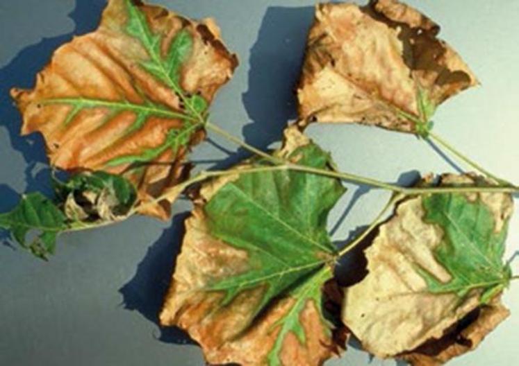 Brûlures foliaires sur platane sycomore (Platanus
occidentalis)