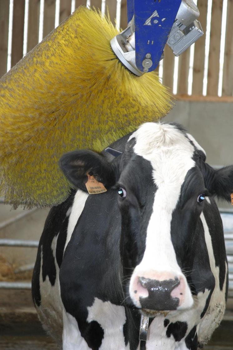 Pour le bien-être animal, certains éleveurs installent une brosse dans leur bâtiment.
(Crédit :  F. Mechekour-Réussir)