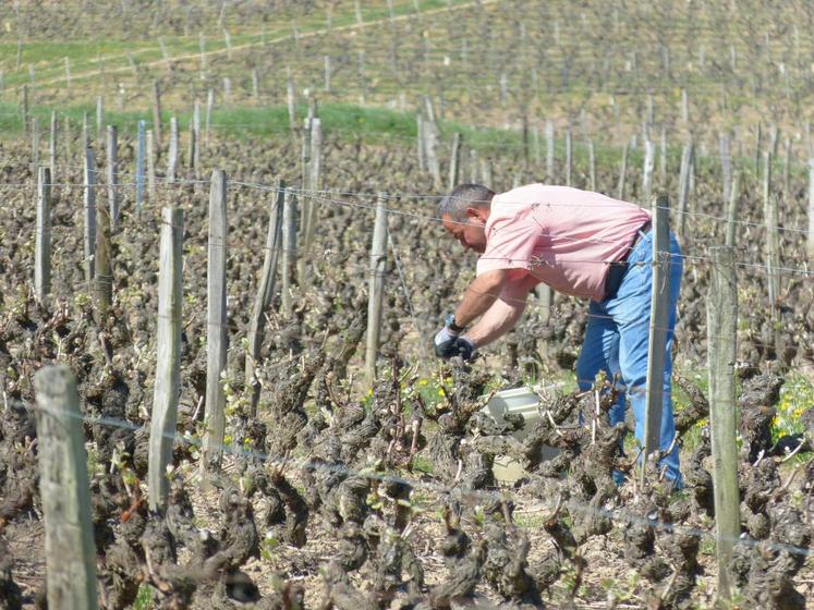 Le 23 avril, à Chançay (Indre-et-Loire). Une vingtaine de vignerons a installé des diffuseurs de phéromones sur un îlot de 50 ha dans le but tromper le mâle et ainsi éviter la reproduction des cochylis et eudémis.