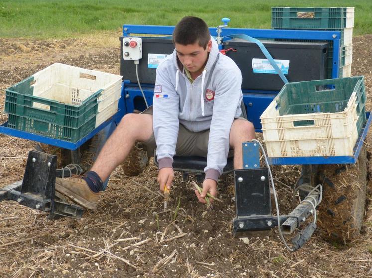 Les producteurs d’asperges vertes espèrent avoir un mois de mai chaud et moins pluvieux pour avoir une  meilleure récolte qu’en 2014.