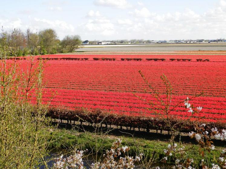 Des champs de tulipes à perte de vue, le groupe est sous le charme.