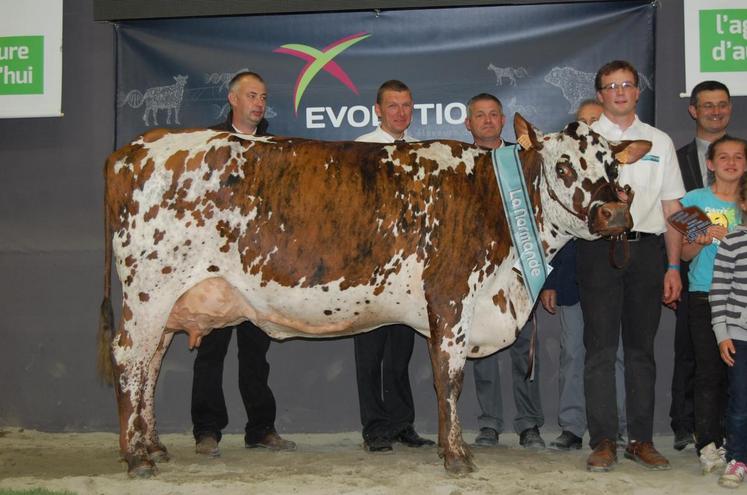 Le 29 mai, à Saint-Brieuc (Côtes d’Armor). Première historique pour l’élevage eurélien qui voit Fillette de L’EARL Tessier sacrée grande championne du Concours national normand.