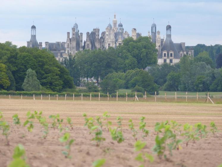 Le 12 juin, à Chambord. Deux hectares de Romorantin ont été plantées sur la ferme de l’Ormetrou.