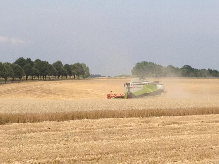 Alors que les récoltes d’orge d’hiver et de pois ont débuté dans certains secteurs, la moisson s’annonce difficile en raison du manque d’eau et des fortes températures.