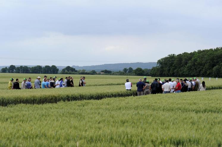 Le 15 juin, à Droué. Les adhérents de la coopérative Axéréal ont pu visiter des essais agronomiques.