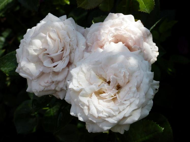 Cette variété passe du rose vif aux tons crémeux.