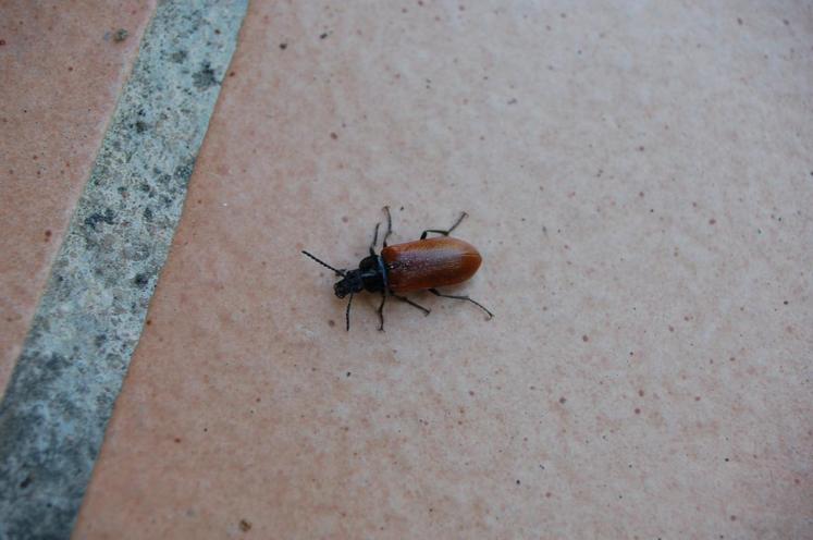 Ce sont des coléoptères de ce type que les habitants de Saint-Maurice-Montcouronne (Essonne) ramassent par centaines dans leur maison chaque jour.