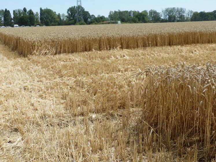 Les agriculteurs pouvaient juger de la qualité physique du grain sur le Pôle qualité du grain.