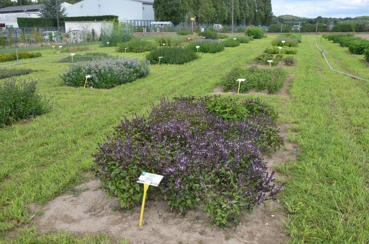 Milly-la-Forêt (Essonne), le 27 juillet. Le producteur d’herbes aromatiques Darégal a crée une plate-forme d’essai. Des variétés du monde entier y sont testées. 