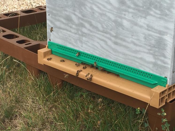 Les ruches du GDS sont équipées d’une portière d’entrée avec réducteur (en vert).