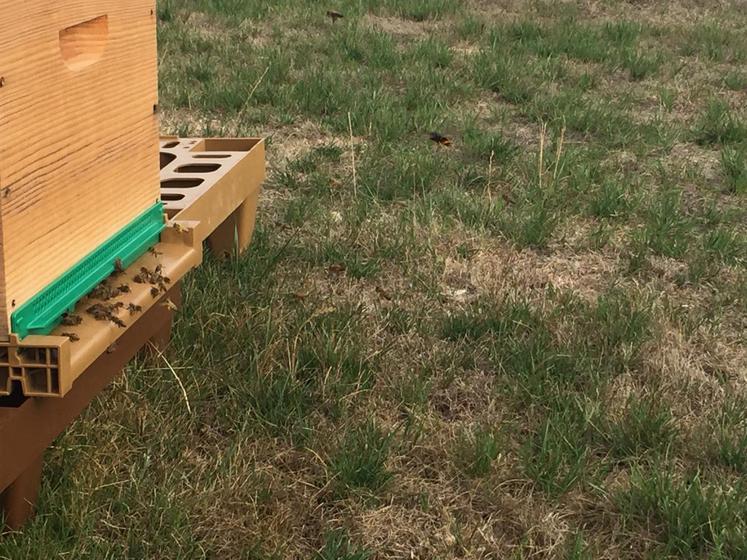Le frelon asiatique se met en vol stationnaire devant les ruches avant de capturer une abeille.