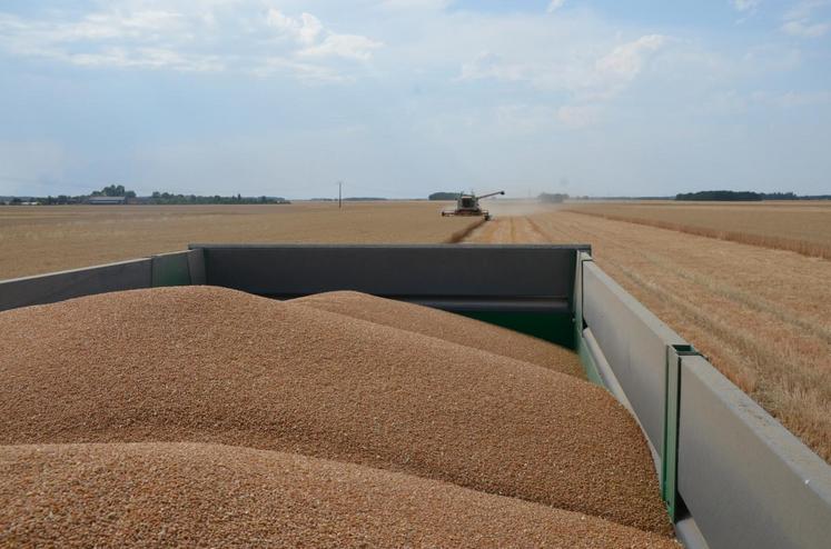 Le cours du blé au plus bas fragilise les exploitations franciliennes.