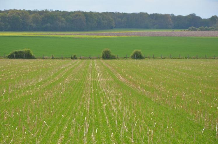 La chambre d’Agriculture a dédié un conseiller permanent pour répondre aux besoins des producteurs en agriculture biologique. Des projets vont voir le jour dont un essai « systèmes » afin d’évaluer trois procédés dont la technique culturale simplifiée et l’agriculture de conservation.