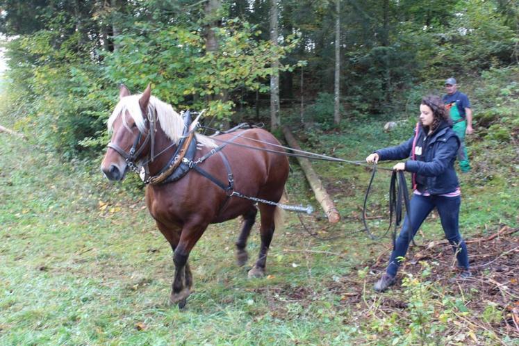 Certains élèves ont eu l’occasion de s’initier au débardage à cheval.