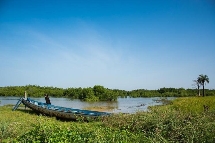 En Casamance, elle a d’abord découvert la culture du riz.