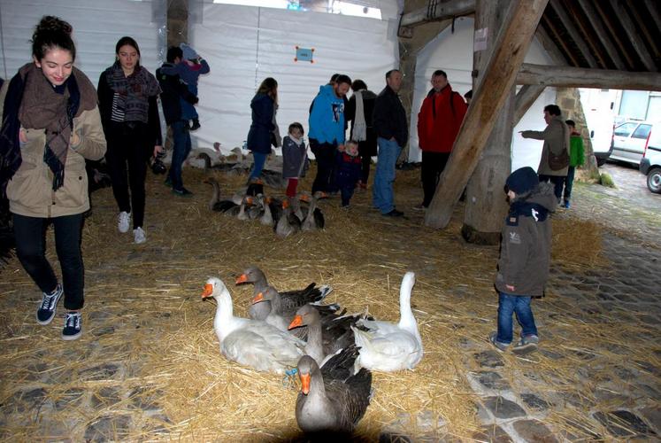 Égreville, samedi 12 décembre; La foire à la volaille grasse est une institution dans le sud Seine-et-Marne. Tout au long de la journée les badauds déambulent entre les lots des volailles.