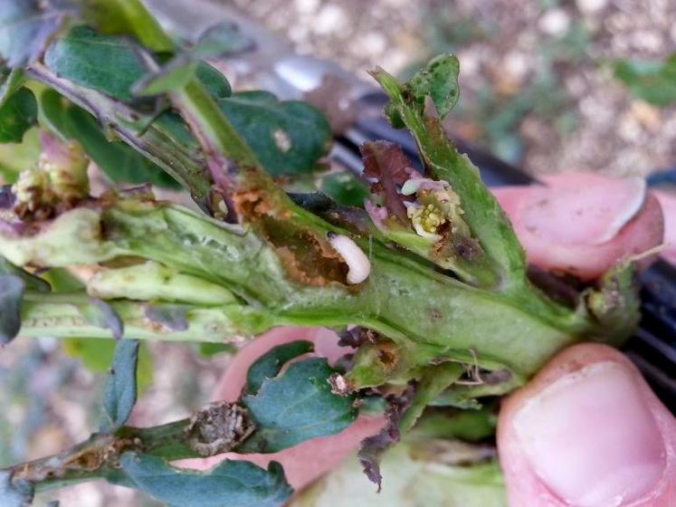 Une larve d’altise dans un pied de 