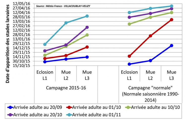 Les infestations de larves d’altises sont plus précoces et plus virulentes que d’habitude.