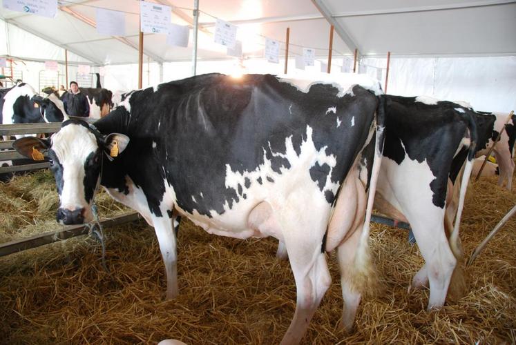 Coulommiers, samedi 19 mars. Malgré le froid et le vent, les visiteurs ont pris le temps d’admirer les quatre-vingts vaches laitières de race Prim’holstein.