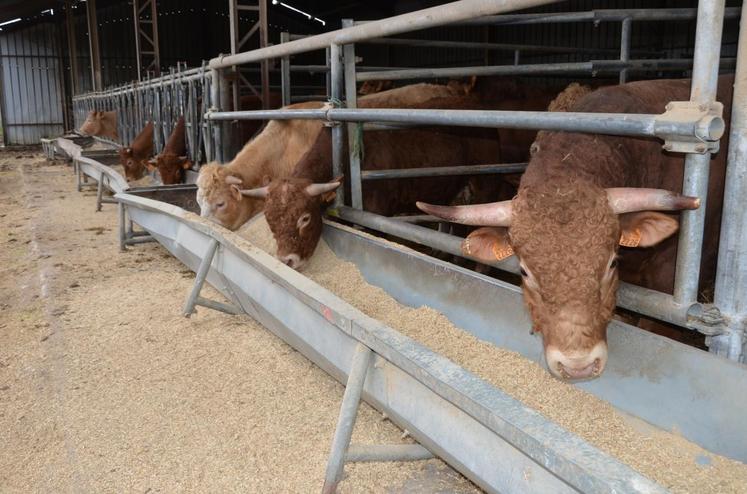 Étampes (Essonne), le 11 avril. Une quarantaine de vaches a avorté cet hiver dans le troupeau de la famille Hautefeuille qui pointe du doigt la fièvre catarrhale ovine. 