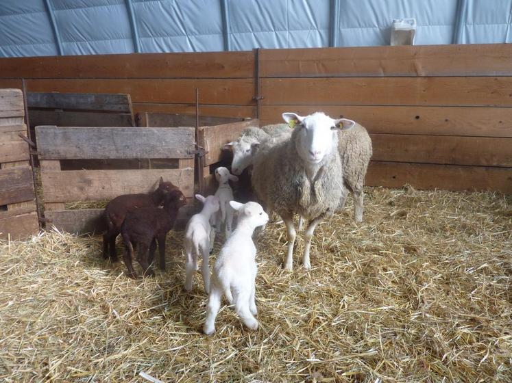 L’après-midi, les participants se sont rendus sur une exploitation en élevage ovin bio, à Cheverny.