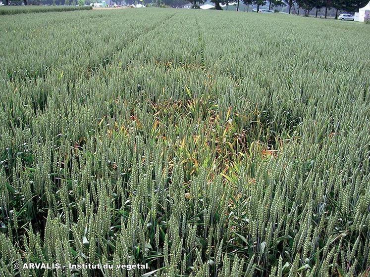 L’année est marquée par de très nombreux cas de jaunisse nanisante sur blé et orge. Les défis techniques sont nombreux. 
© Arvalis-Institut du végétal