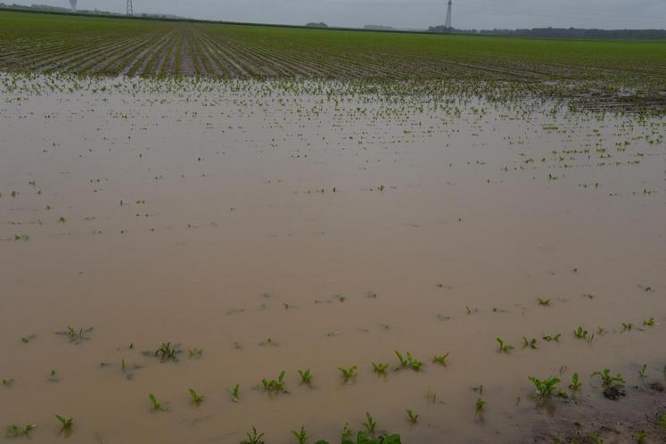 Champeaux, lundi 30 mai. Parcelle de maïs en partie sous l’eau.