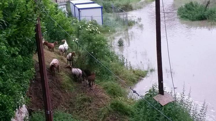 Dans certains élevages, les animaux ont été piégés par la montée des eaux. 