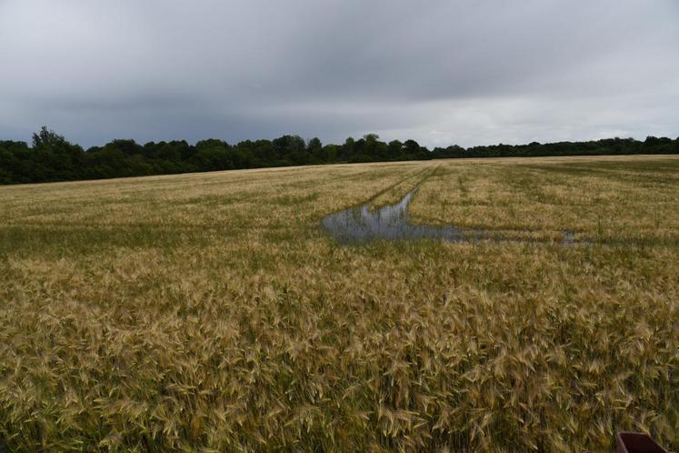 Vimpelles, jeudi 16 juin. L’eau arrive à la hauteur des épis dans cette parcelle.