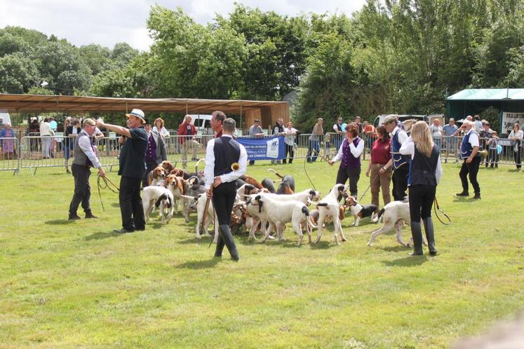 Des meutes de chiens de chasse de différentes races ont été présentées au public. 