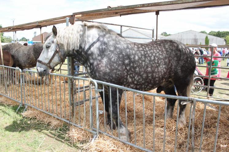 Tonnerre des Haies, mâle de race percheronne de 950 kg. 