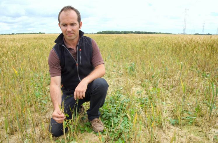 Le 5 juillet, à Gellainville (Eure-et-Loir). La jaunisse nanisante de l’orge va entraîner une grosse perte de rendement pour le blé de Guillaume Égasse.