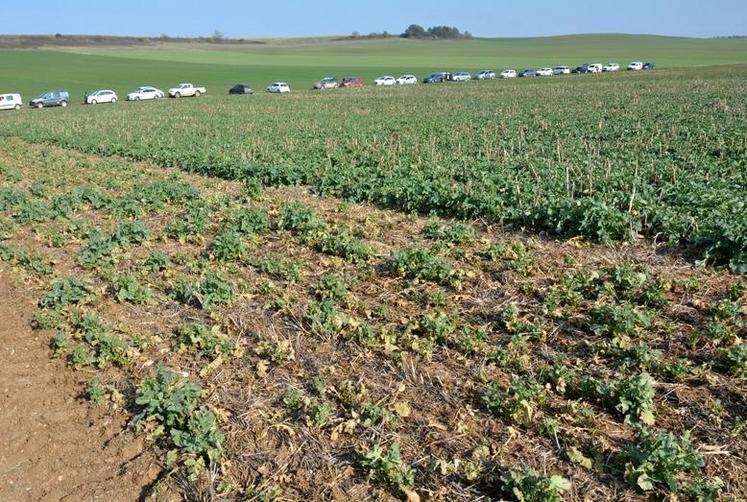En mars, en Bourgogne. A gauche, un semis seul et tardif. A droite, un colza semé précocement associé à la féverole et ayant bénéficié d’un engrais starter.