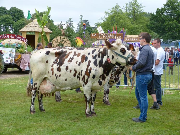 Le 3 juillet, à Droué. Les éleveurs ont présenté leurs plus belles vaches. 