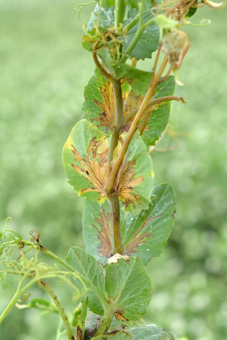 Des symptômes de bactériose sur pois (photo Terres inovia).