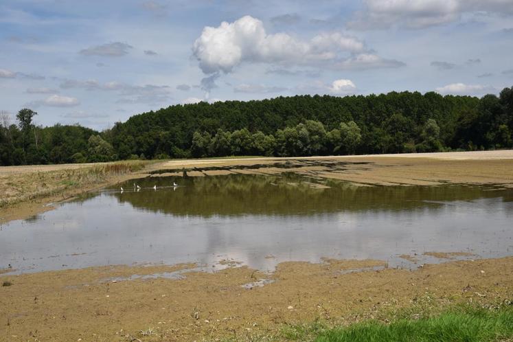 Melz-sur-Seine (sud-Seine-et-Marne), jeudi 7 juillet. Une parcelle de maïs entièrement dévastée suite à la montée des eaux de la Seine.