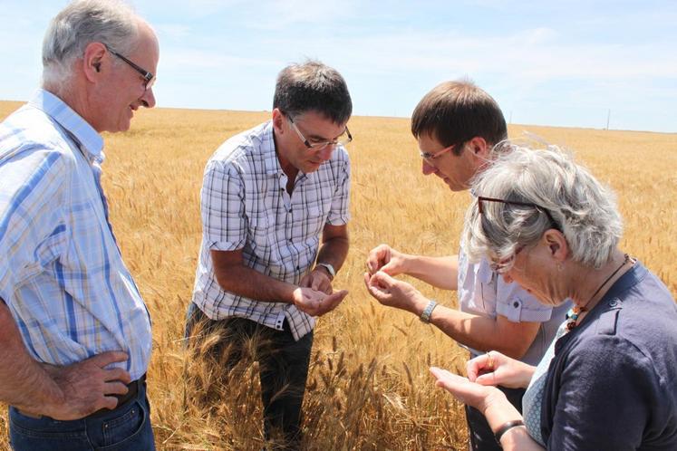 Le 8 juillet, à La Chapelle-Vendômoise (Loir-et-Cher). De gauche à droite : David Peschard, agriculteur, Patrice Terrier, conseiller grandes cultures à la chambre d’Agriculture, Philippe Noyau, président de la chambre d’Agriculture, et Dominique Descoureaux, responsable du pôle grandes cultures de la chambre d’Agriculture.