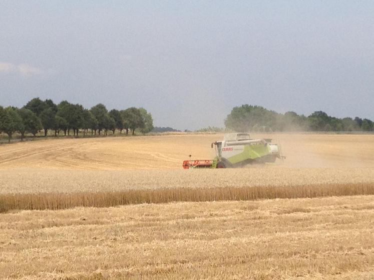 Dans les trois départements ouest-franciliens, les premiers jours de moisson dans les orges ont révélé des rendements jusqu’à 50 % inférieurs à la moyenne et d’importants problèmes de qualité. 