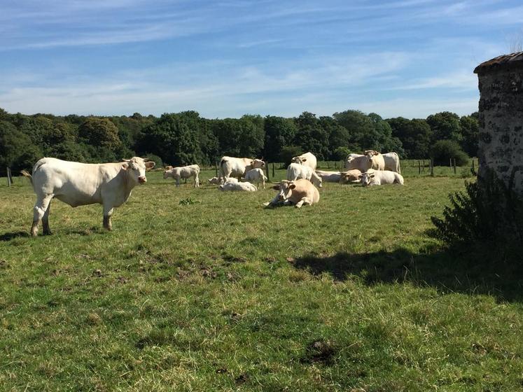À la ferme de Champgarnier, ils élèvent quatorze vaches allaitantes de race Charolaise.