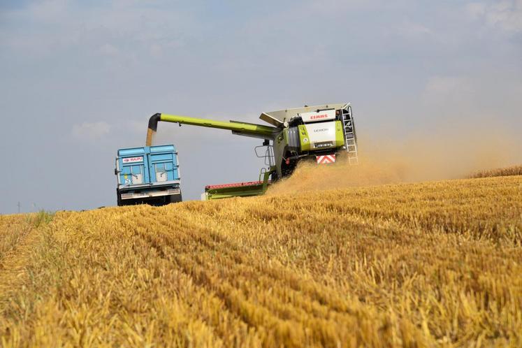 En Ile-de-France, la moisson a débuté par les orges d’hiver. Ni le rendement, ni la qualité n’est au rendez-vous. 