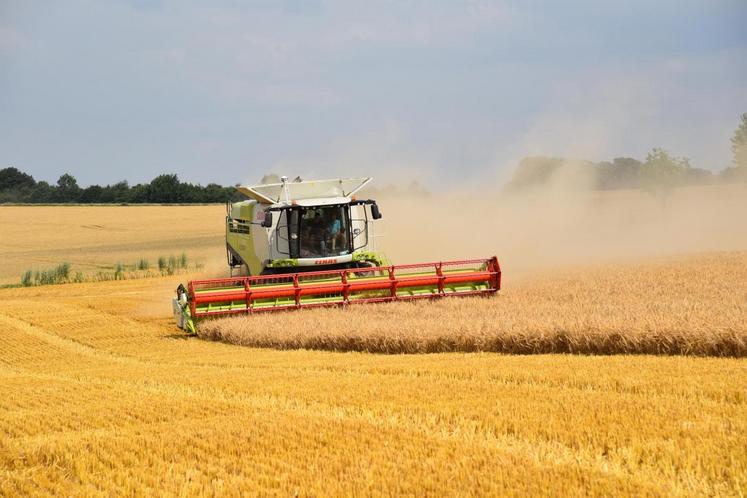 La piètre qualité de la récolte devrait avoir des conséquences sur la commercialisation. 