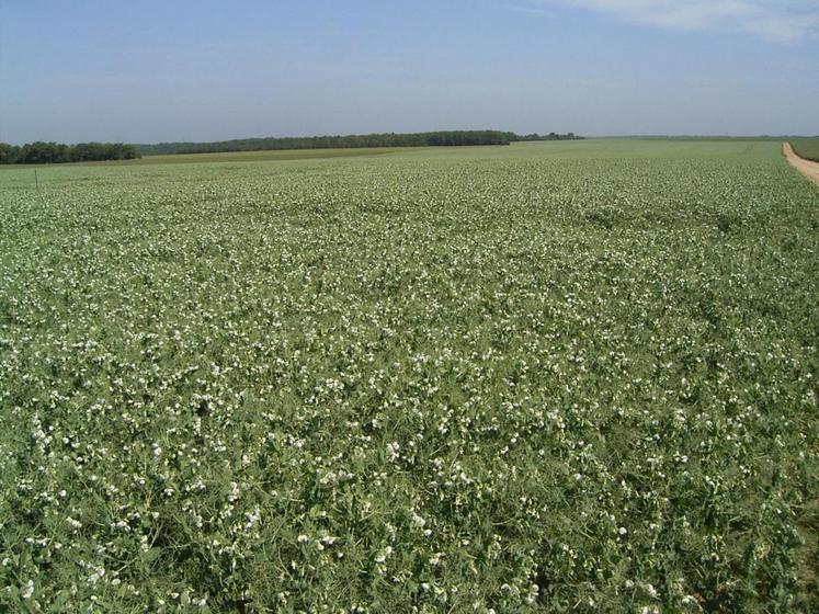 La chambre d’Agriculture d’Ile-de-France accompagne les professionnels dans les mesures agroenvironnementales. 