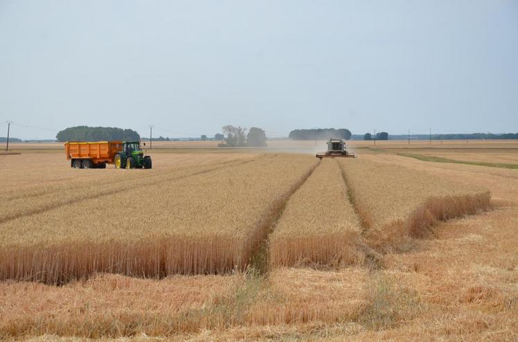 Avec des rendements moyens en blé qui plafonnent à une cinquantaine de quintaux/hectare, la moisson 2016 est l’une des pires que l’agriculture francilienne ait jamais connu.