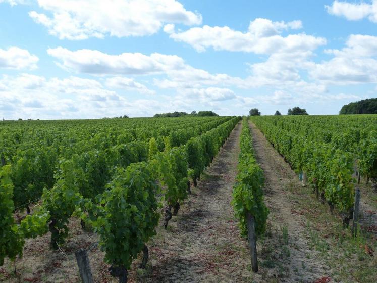 Bailleurs et vignerons ne trouvent pas d’accord concernant le montant des fermages viticoles.