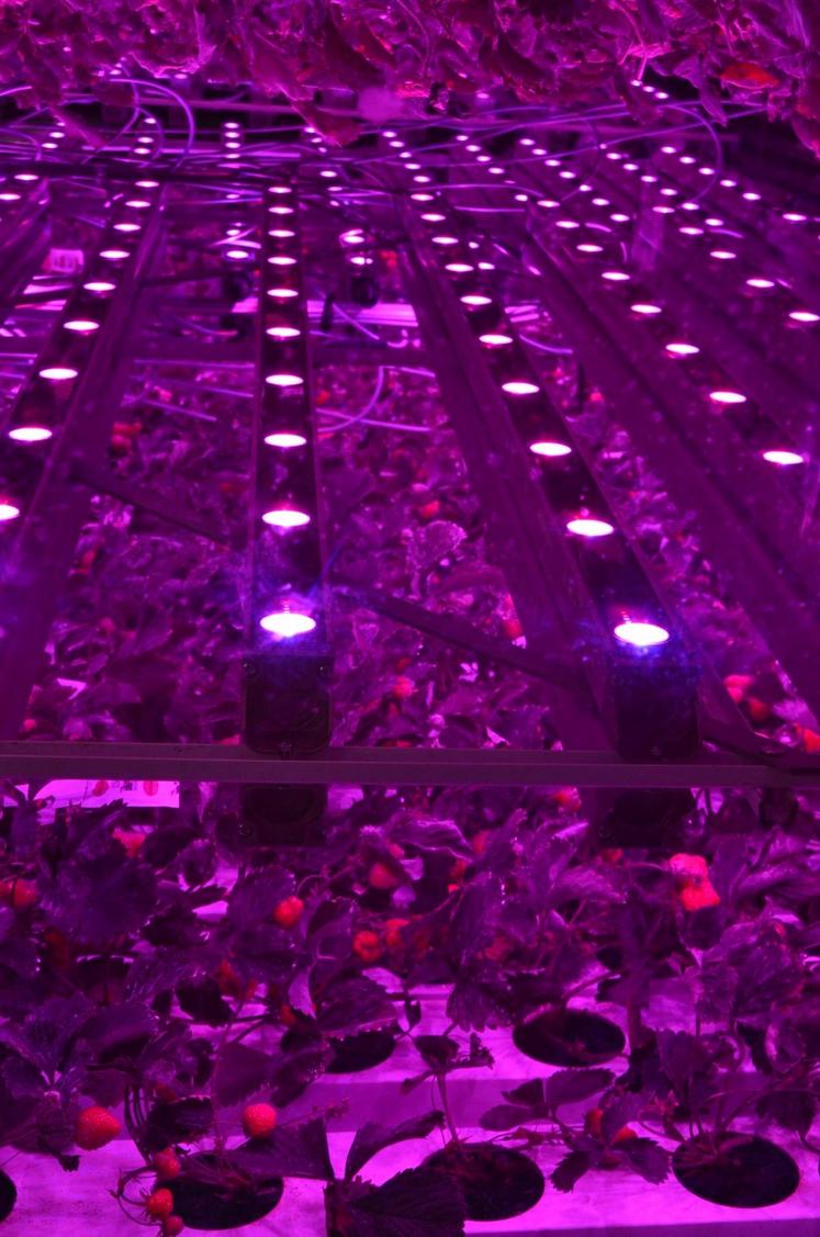 La start-up Agricool s’est lancée dans l’agriculture urbaine. Elle cultive des fraises en container toute l’année.
