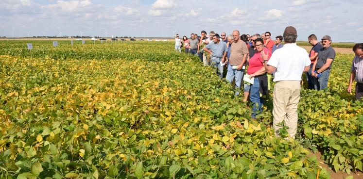 Le 22 septembre, à Neuvy-en-Dunois. De nombreux agriculteurs se sont intéressés aux essais soja proposés par la chambre d’Agriculture et Terres Inovia.