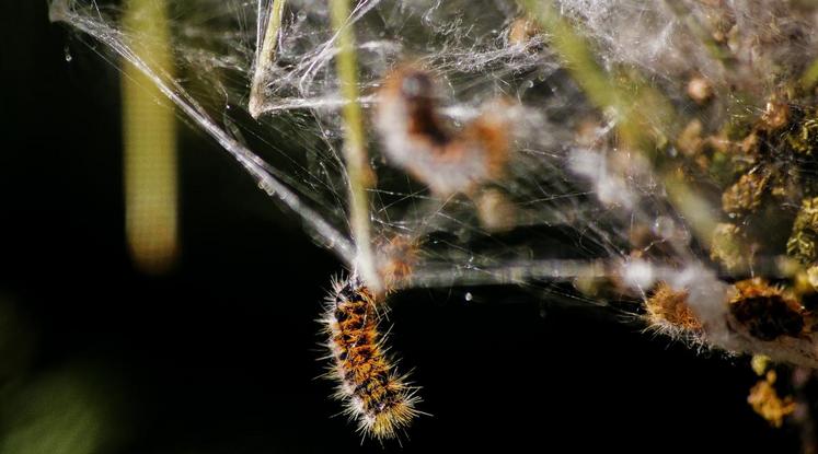 Chenille processionnaire (Maxime Raynal - Wikimedia commons) 